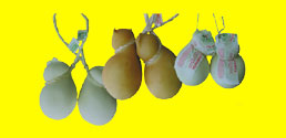 Scamorza